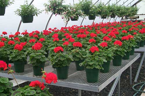 Hardy Gallery Holds Spring Geranium Sale, Pre-order for May 28 Delivery