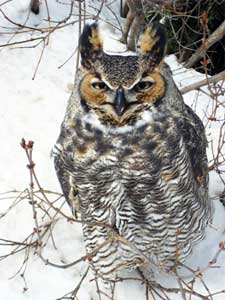 No Family Left Inside! Discover the Beauty of Door County Nature by Night, Mar 12 No Family Left Inside! Discover the Beauty of Door County Nature by Night, Mar 12