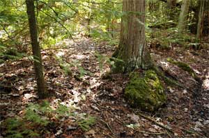 Door County Land Trust Expands Bay Shore Blufflands Nature Preserve