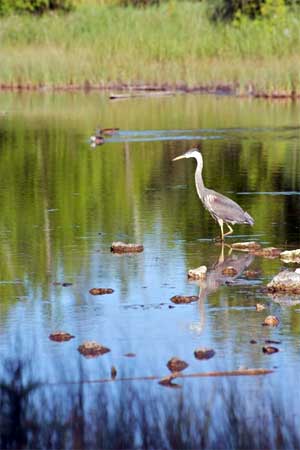 DCLT Announces Formal Dedication of Harold C. Wilson Three Springs Nature Preserve, July 23