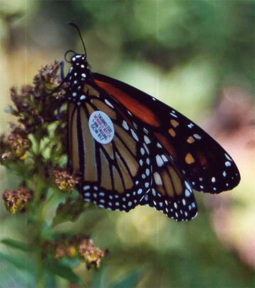 Monarch Butterfly Tagging Program Offered Twice at the Ridges Sanctuary, Aug 27-28