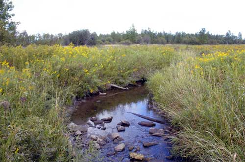 Door County Land Trust Purchase Will Protect Key Natural Area in City of Sturgeon Bay