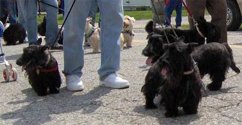 Strutting Short Legs and Big Attitude, Door County’s Annual Parade of Scots, May 21