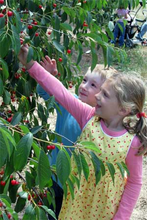 Annual Cherry Fest Promotes Door County Tart Cherries at Orchard Country Winery & Market, July 23