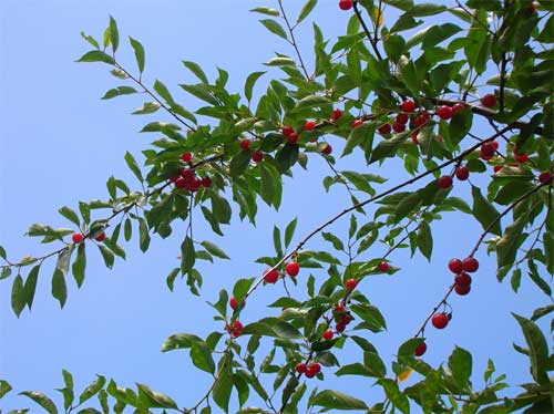 Good News! Door County Cherries are Available for Local Consumption and at Pick-your-own Orchards