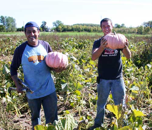 Dairy View's Esgar and Nick at work in the Pink Pumpkin Patch